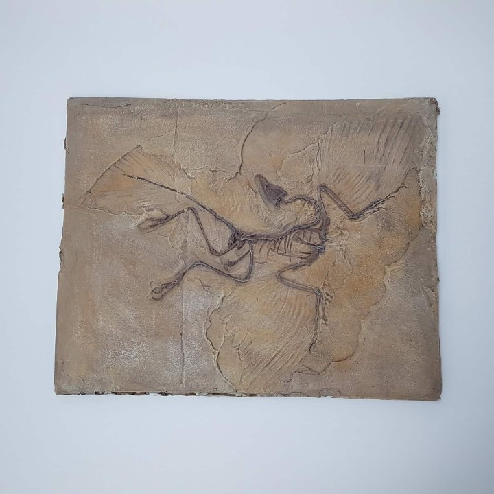 Archæoptéryx (Archaeopteryx lithographica)