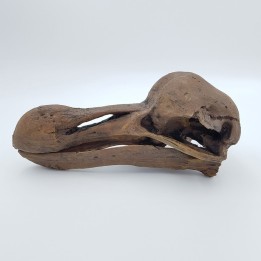 crâne de dodo (ou Dronte de Maurice)  (Raphus cucullatus)