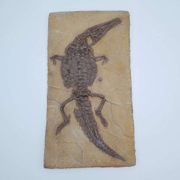 Crocodile fossile de Cerin Crocodileimus robustus