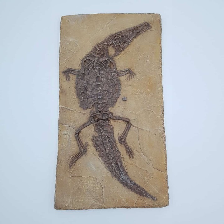 Crocodile fossile de Cerin Crocodileimus robustus