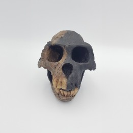 Moulage de Ardipithecus ramidus