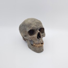 homme actuel (Homo sapiens sapiens)