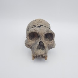 Homme de Dmanissi D700 (Homo georgicus)