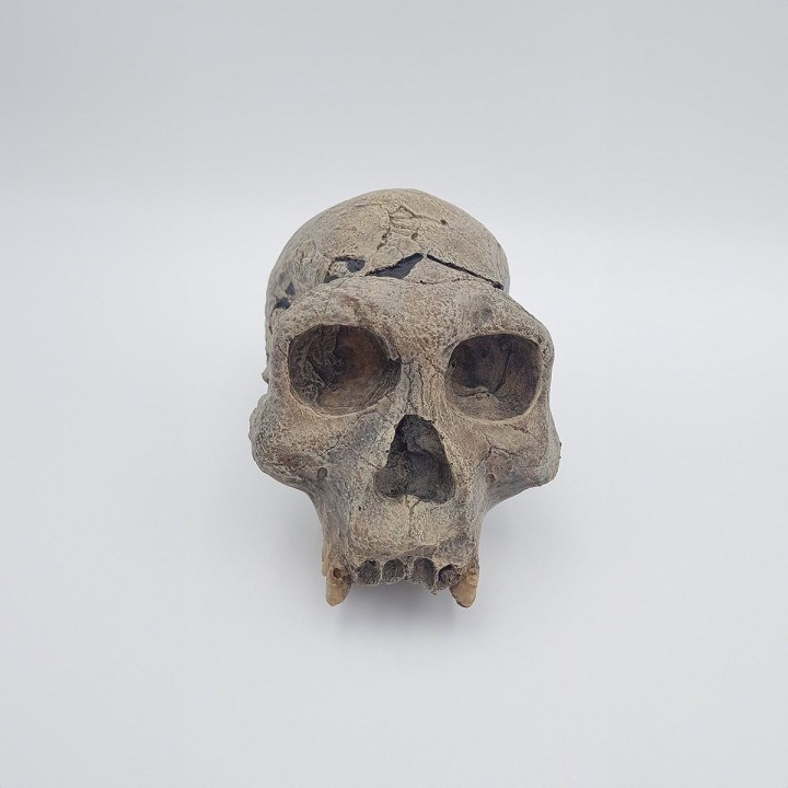 Homme de Dmanissi D700 (Homo georgicus)