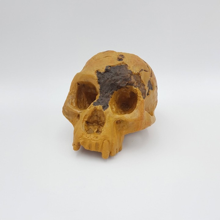 Homme de Florès (Homo floresiensis)