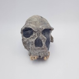 knm er 1813 (homo habilis)