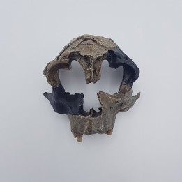 Homo antecessor