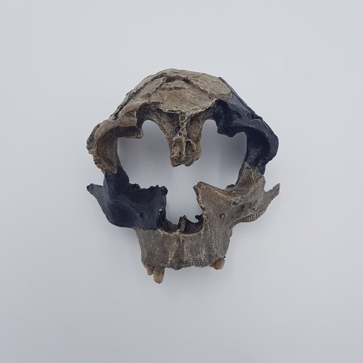 Homo antecessor