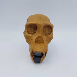 Australopithecus sediba