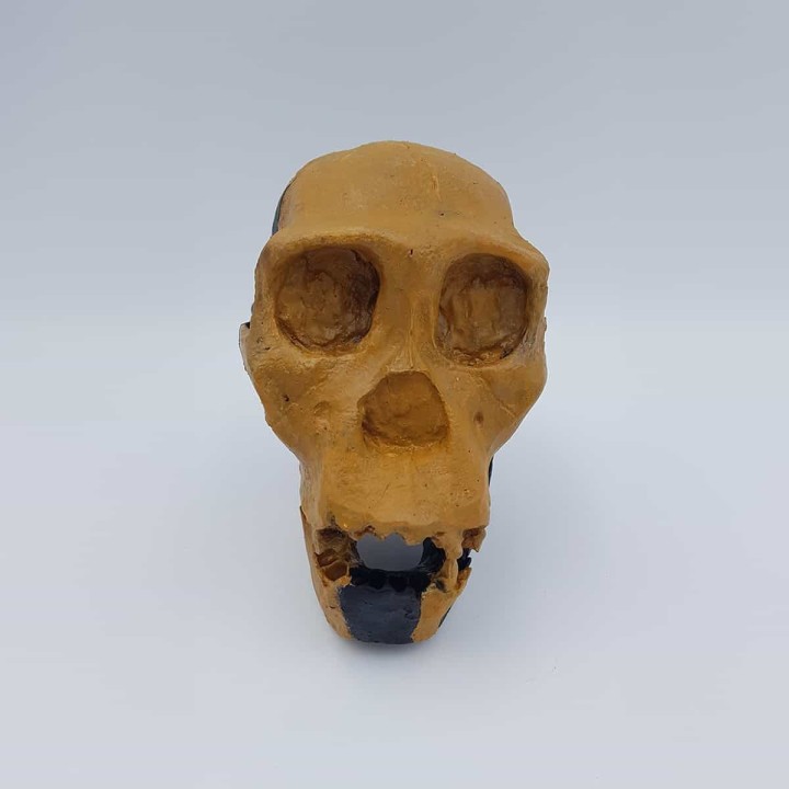 Australopithecus sediba