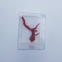 Corail rouge (Corallium rubrum) 1