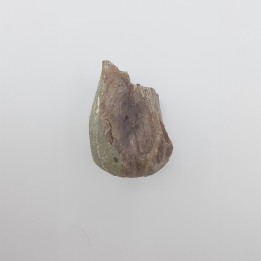 Hypacrosaurus 1