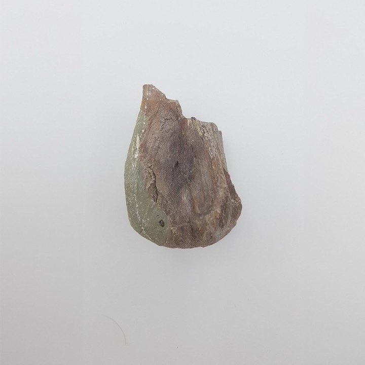 Hypacrosaurus 1