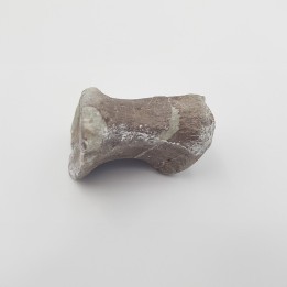 Hypacrosaurus 2
