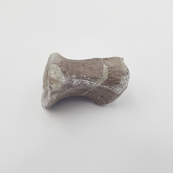 Hypacrosaurus 2