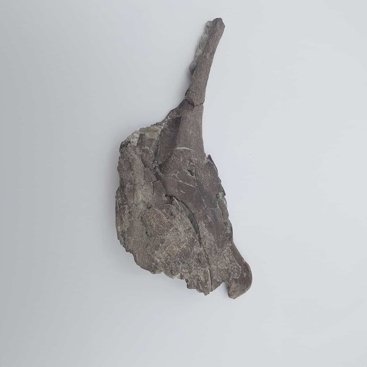 Hypacrosaurus 3