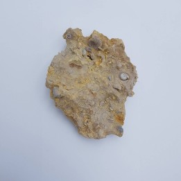 Ammonite (Garantiana garantiana)