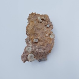 Ammonite (Garantiana garantiana) 2