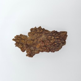 Coprolithe de tortue 2