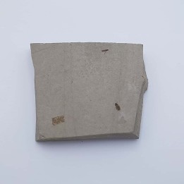 Insecte fossile
