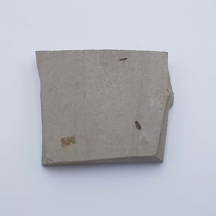 Insecte fossile