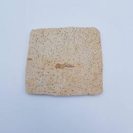 Insecte fossile