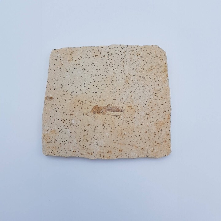 Insecte fossile