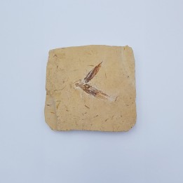 Insecte fossile