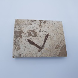 Insecte fossile