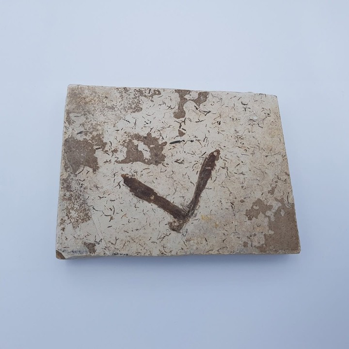 Insecte fossile