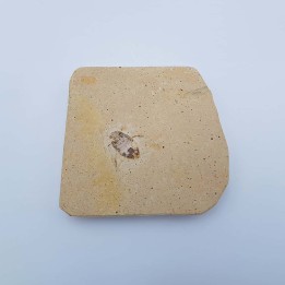 Insecte fossile