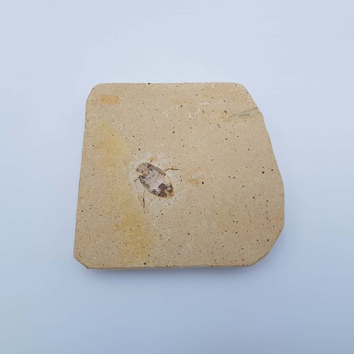 Insecte fossile