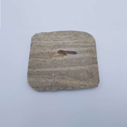 Insecte fossile