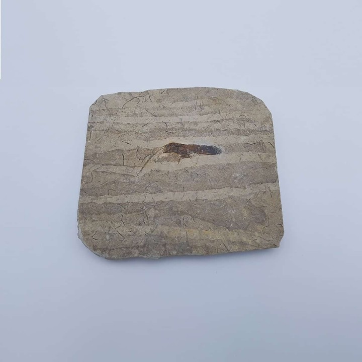 Insecte fossile