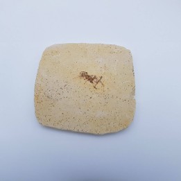 Insecte fossile
