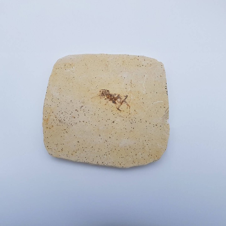 Insecte fossile