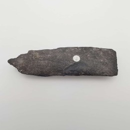 baleine, os avec marque de morsure