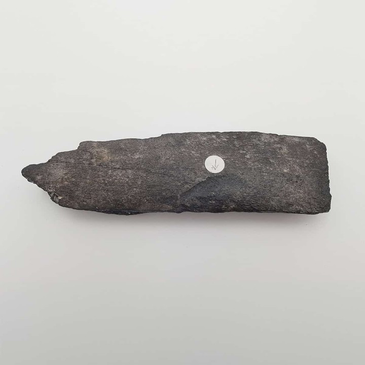 baleine, os avec marque de morsure