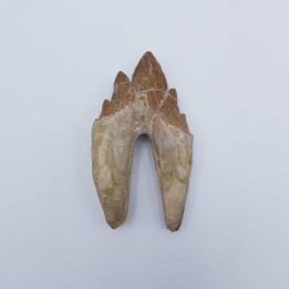 Dent de Basilosaure (basilosaurus. sp)
