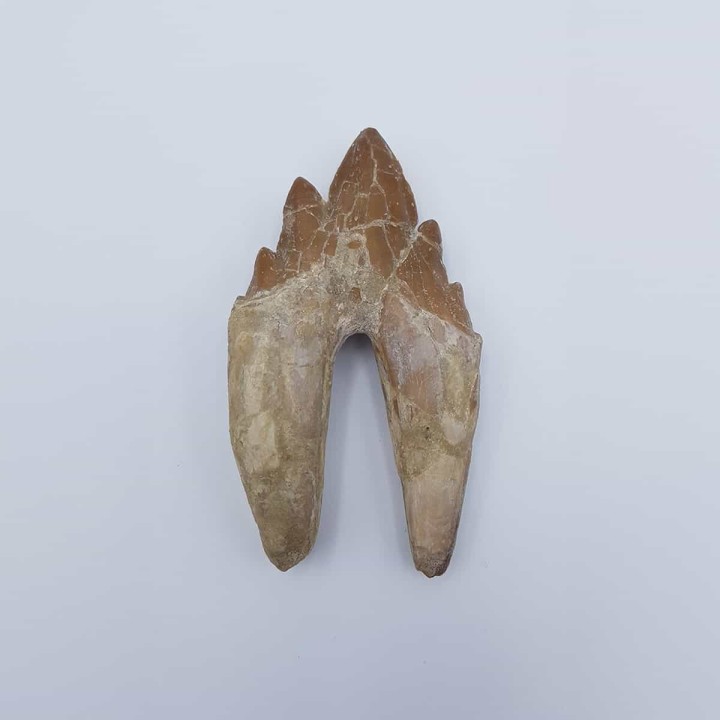Dent de Basilosaure (basilosaurus. sp)