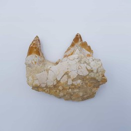 Basilosaure (Basilosaurus, Sp) 2