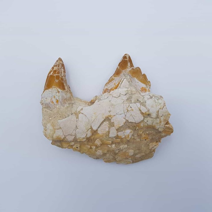 Basilosaure (Basilosaurus, Sp) 2