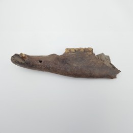 cheval (Equus. Sp) 1