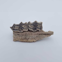 cheval (Equus. Sp) 4