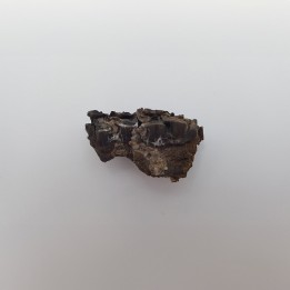 Cheval primitif (Plagiolophus annectens) 1