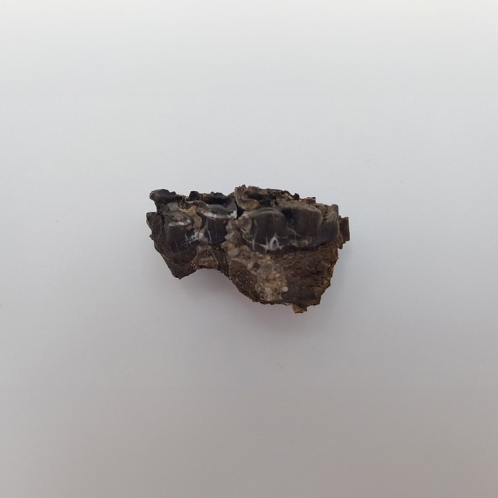 Cheval primitif (Plagiolophus annectens) 1