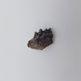 Cheval primitif (Plagiolophus annectens) 2