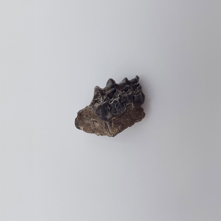 Cheval primitif (Plagiolophus annectens) 2