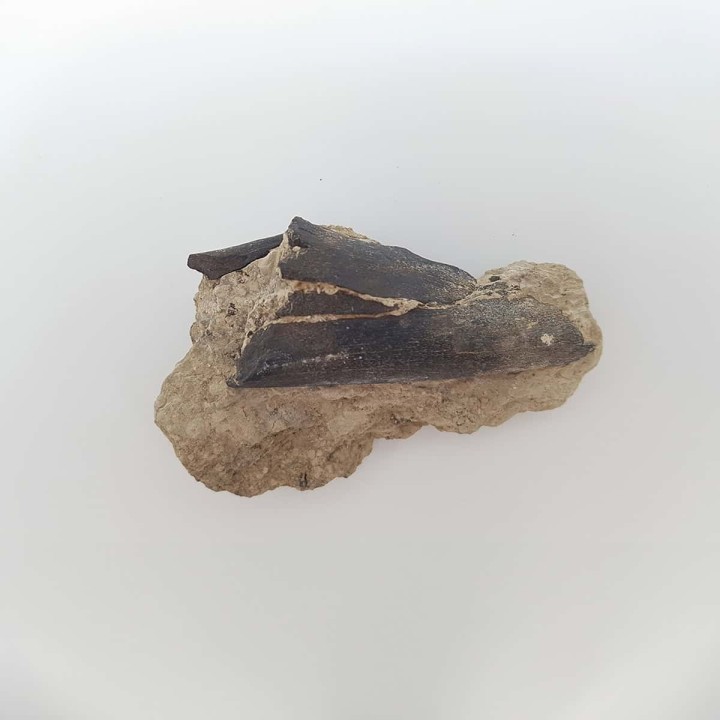 Cheval primitif (Plagiolophus annectens) 3
