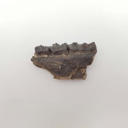 Cheval primitif (Plagiolophus annectens) 4